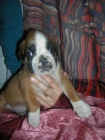 cachorria de boxer con pedigree - mejor precio | unprecio.es