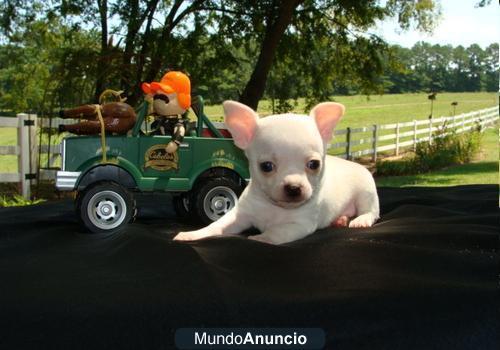 Chihuahua cachorro para hacer su reserva