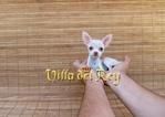 Chihuahua Enana de 5 meses y medio