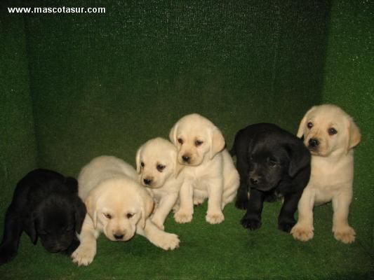 LABRADORES CACHORROS A 190 EUROS :) EN MASCOTASUR