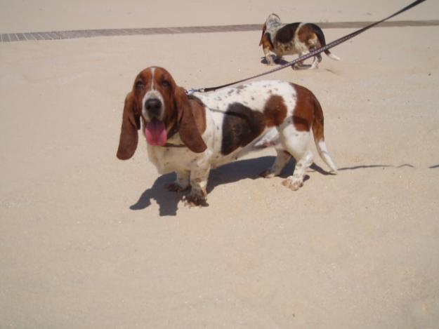 Magnífica pareja de Basset Hound