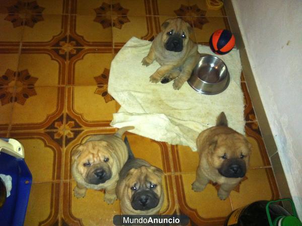 PRECIOSA CAMADA SHAR PEI AMERICANO