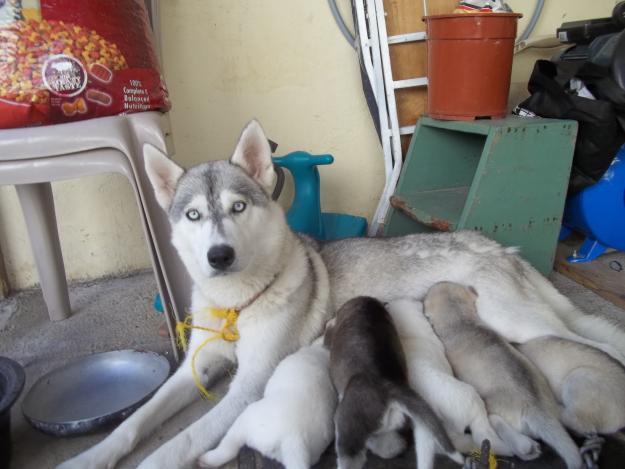 vendo hermosos cachorros hosky siberian honduras