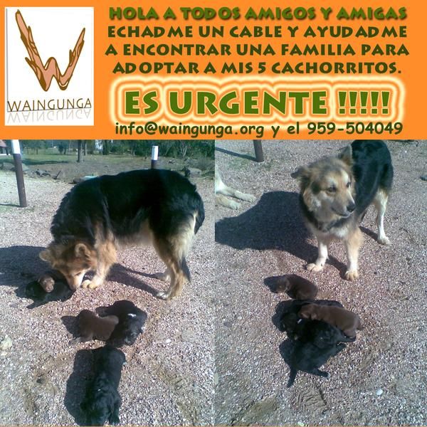 ADOPTA un cachorrito, en WAINGUNGA