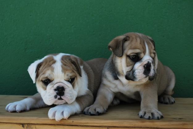 bulldog ingles , cachorros con pedigre LOE