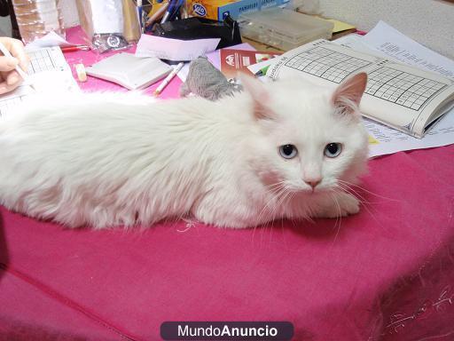 CAT MARAVILLOSO GATO BLANCO EN ADOPCION-SEG-MAD