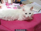 CAT MARAVILLOSO GATO BLANCO EN ADOPCION-SEG-MAD - mejor precio | unprecio.es