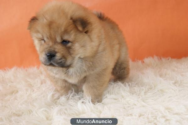 Chow Chow Blancos y Rojos Preciosos Ejemplares en Madrid