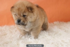 Chow Chow Blancos y Rojos Preciosos Ejemplares en Madrid - mejor precio | unprecio.es