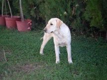 labrador retriever PURA RAZAA impresionantes