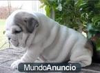 REGALO BULLDOG INGLES MACHO Y HEMBRA GRATIS