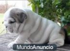 REGALO BULLDOG INGLES MACHO Y HEMBRA GRATIS - mejor precio | unprecio.es