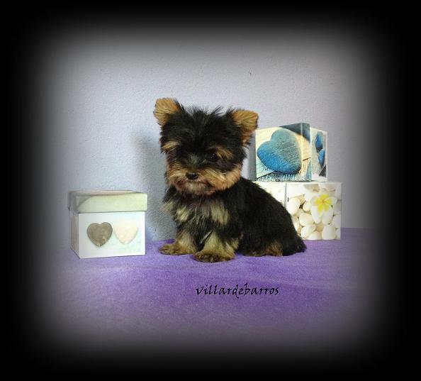 yorkshire terrier