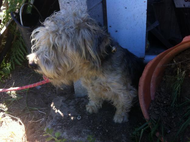 Regalo perro de raza pequeña