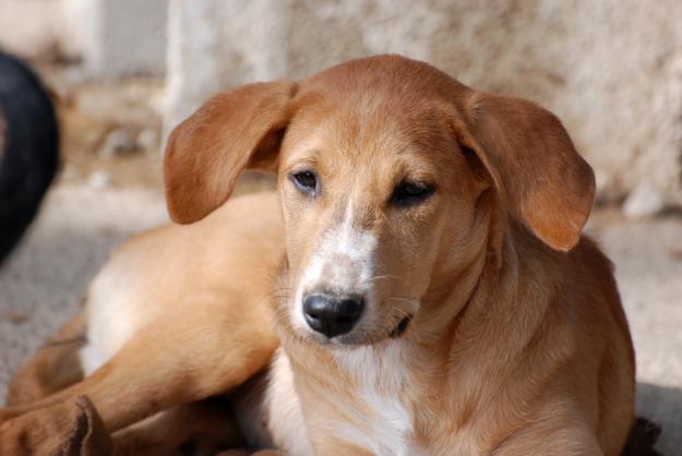 Milana, cachorra dulce y cariñosa, necesita un hogar