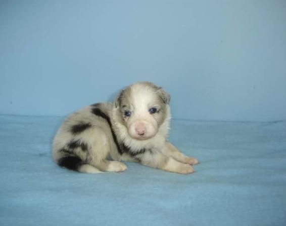 BORDER COLLIE AZUL MIRLO OJOS AZULES