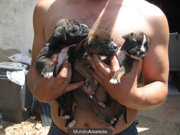 camada de excelentes boxer