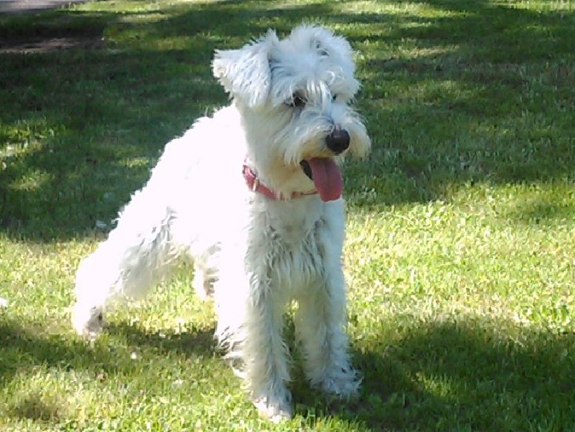 Se ofrece schnauzer mini blanco para montas