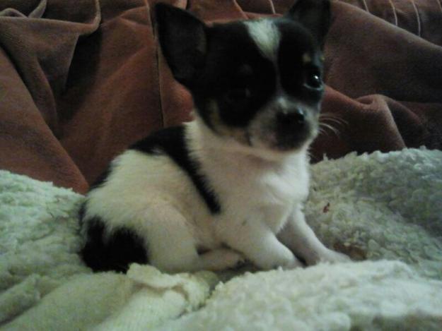 Se vende chihuahua macho precioso en MADRID o CÓRDOBA