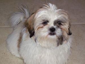 Shih-Tzu cachorros