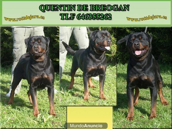 Ultimos ejemplares hembra de excelente camada de rottweilers