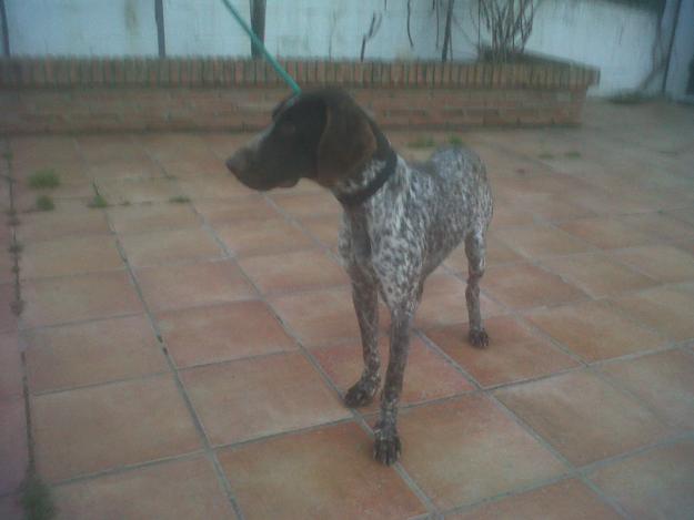 Vendo perro braco alemán cazando