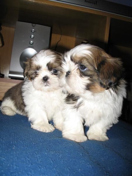 Adorables shih tzu