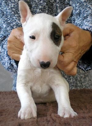 bien educado bull terrier a la venta a los hogares encantadora,