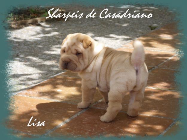 CACHORRITA SHAR PEI CREMA ÁRTICO