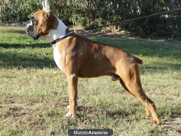 Cachorro DE 9 MESES boxer con gran linea de sangre