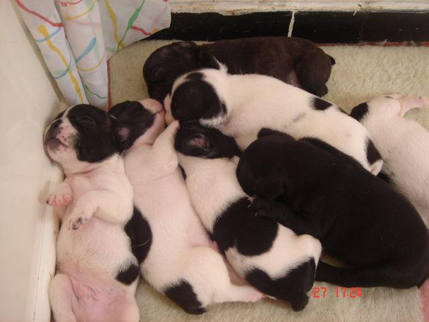 cachorros de bulldog frances