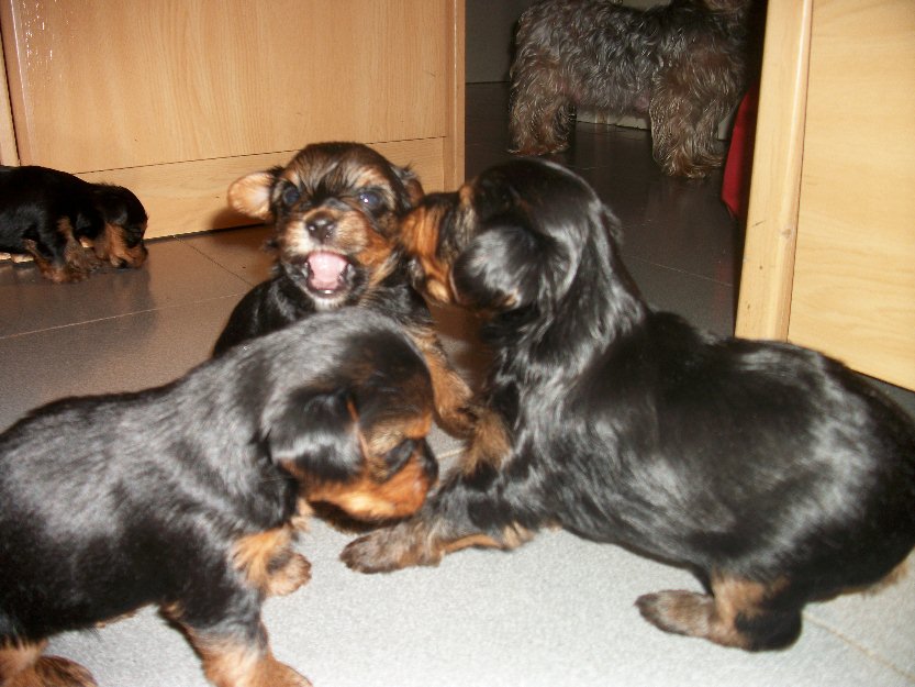 Cachorros yorkshire