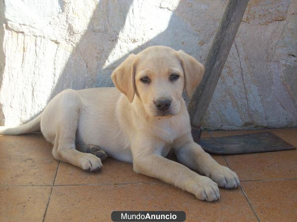 Cahorro Labrador con pedigree
