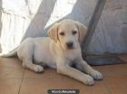 Cahorro Labrador con pedigree - mejor precio | unprecio.es