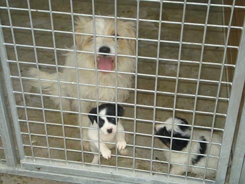 Caniche mama y sus dos bebes de mes y medio necesitan viven en unas rejas esperando su fin