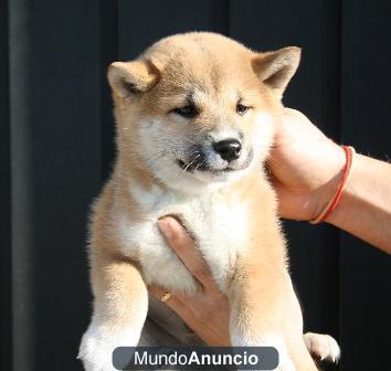 Excelente camada de shiba inu