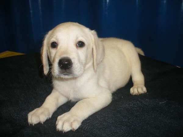 Labrador, encantadores cachorros