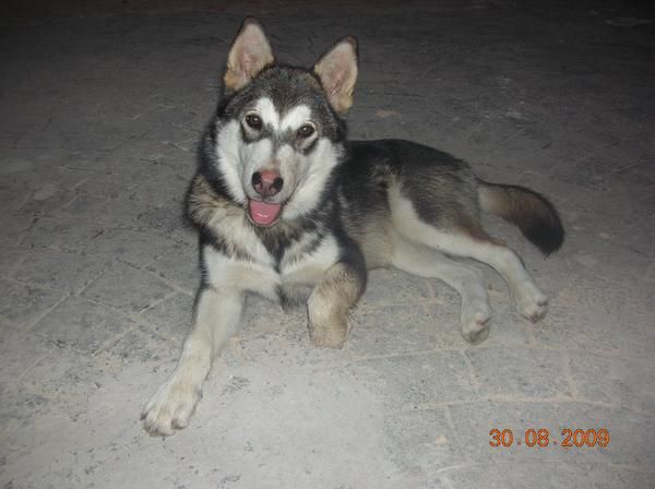 REGALO HUSKY DE 5 MESES