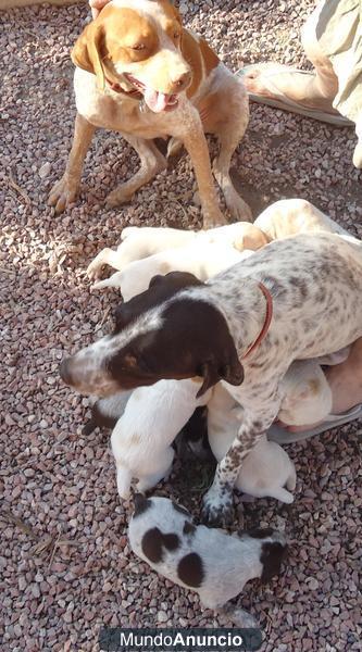 Se ofrecen gratuitamente cachorros de Bretón y de Braco