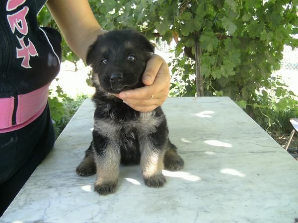 se venden cachorritos pastor aleman