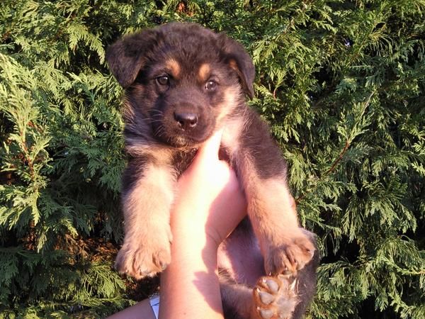 Se venden cachorros de pastor alemán. Gran oportunidad.