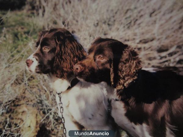 Springer Spaniel de Quejigoso