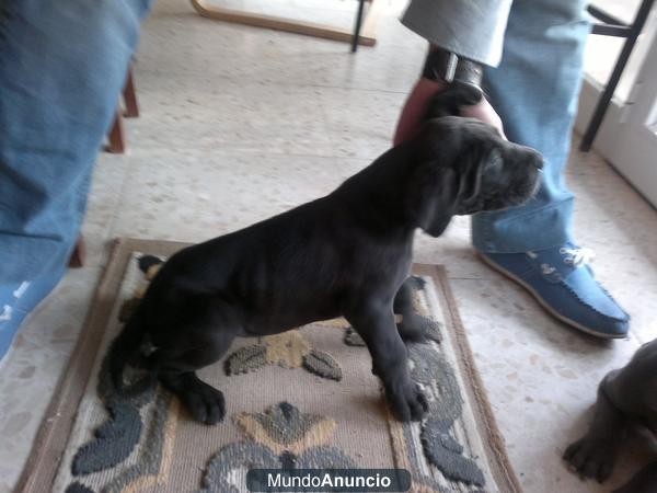 vendo cachorro de dogo aleman