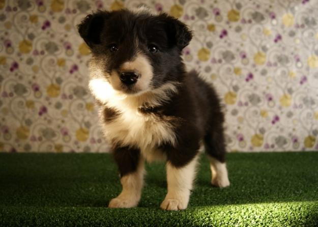 Border Collie Cachorros