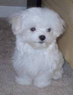 Cachorritos Bichon Maltes