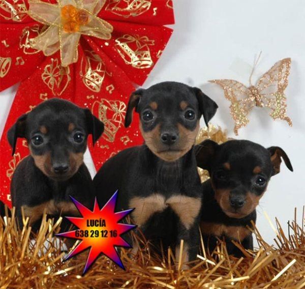 Cachorros de mini pincher ¡regala vida en estas fiestas!!