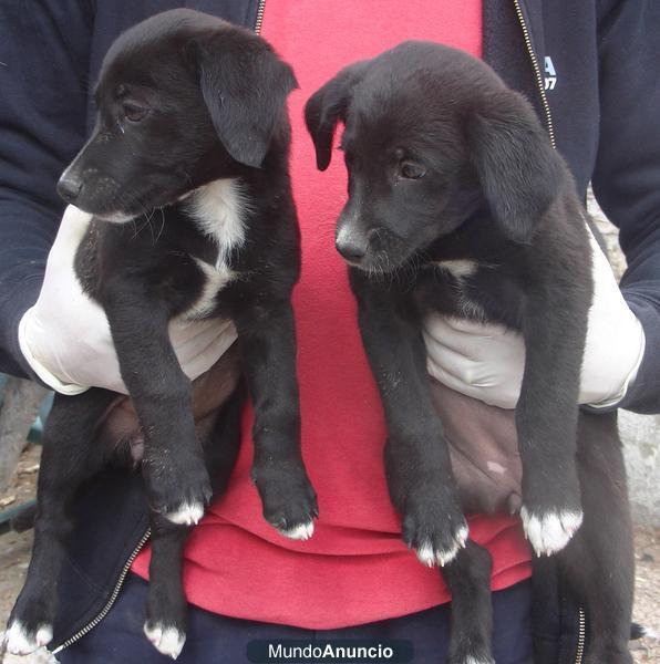 Cachorros en adopcion solo quedan 4