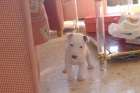 CAMADA BULL TERRIER CAMPEONES - mejor precio | unprecio.es