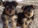 ESTETICA CANINA yorkshire terrier