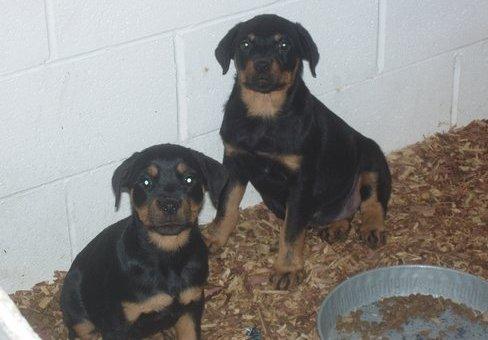 Inicio entrenados cachorros rottweiler que buscan nuevos hogares